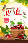 樱桃