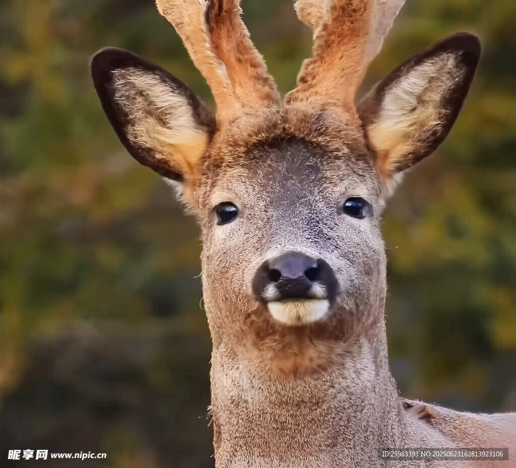 狍子