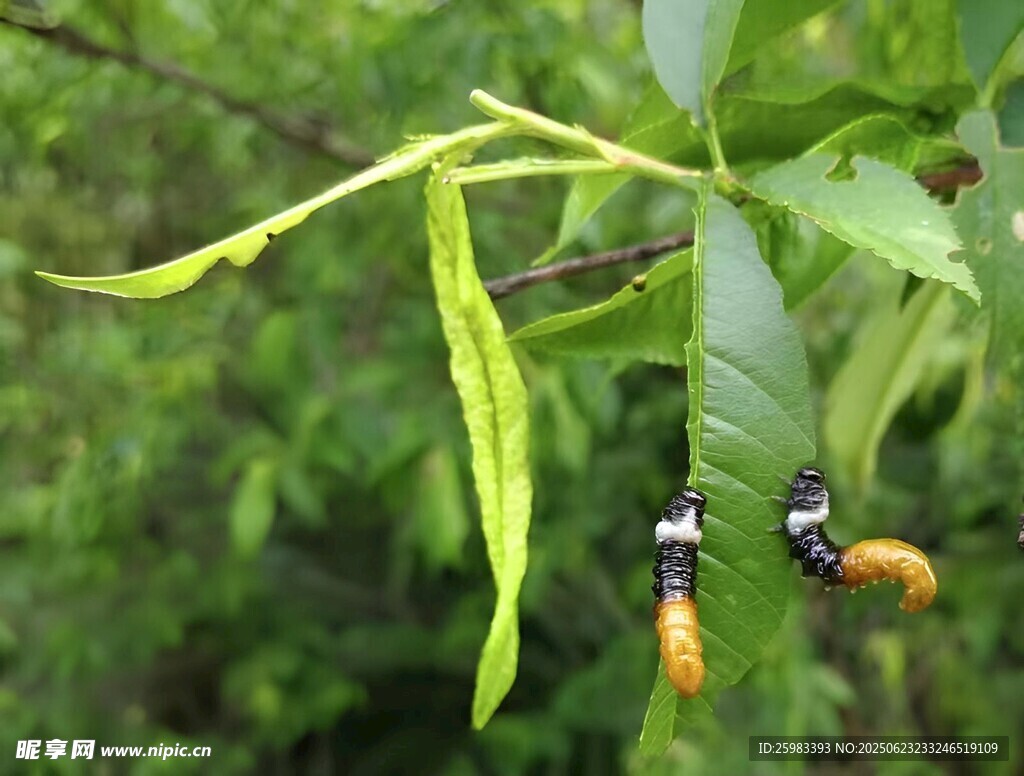 害虫