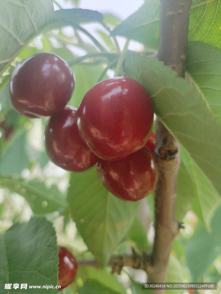 枝头红樱桃  饱满诱人