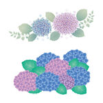 矢量绣球花