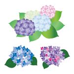 矢量绣球花