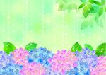 绣球花背景