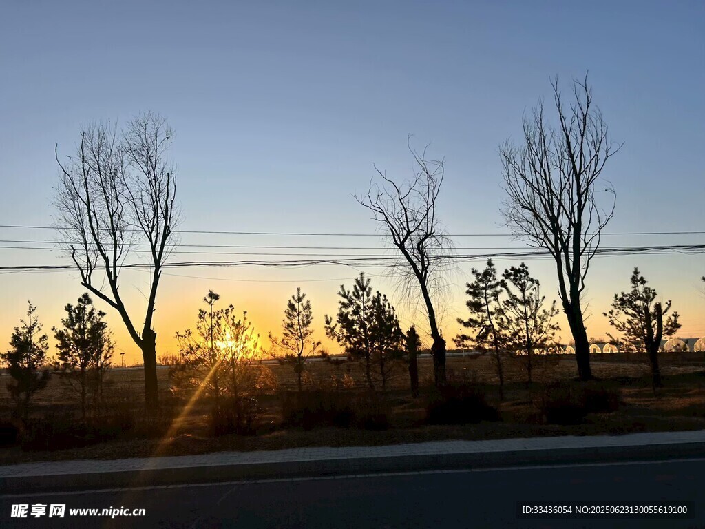 夕阳下的枯树与空旷道路