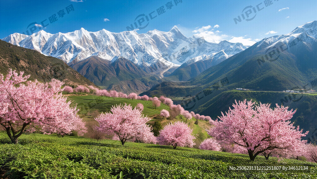 雪山 桃花 茶田