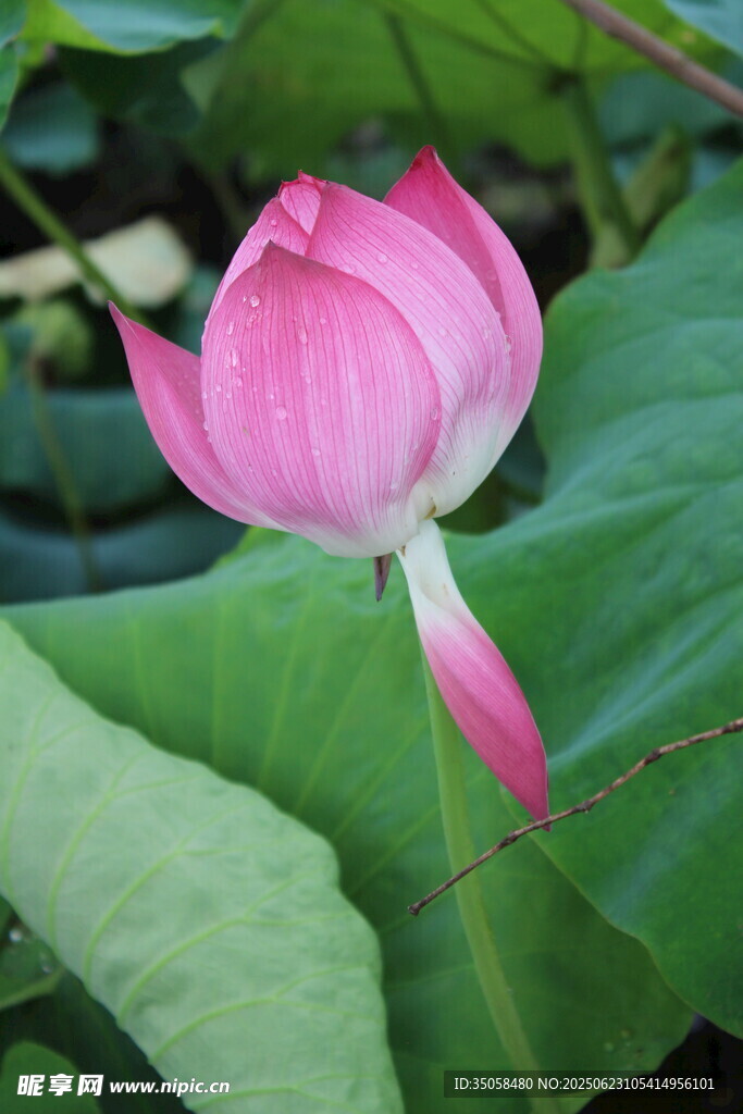  荷花