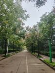 林荫下的静谧小路