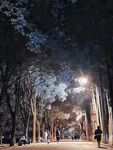 夜晚林间小道的静谧景象