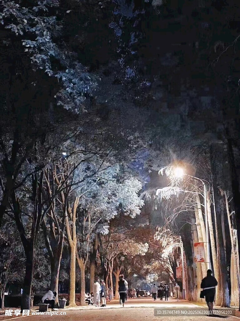 夜晚林间小道的静谧景象