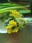 黄色小花绽放绿植间