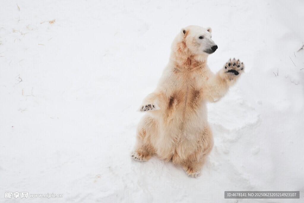 站立的北极熊在雪地中