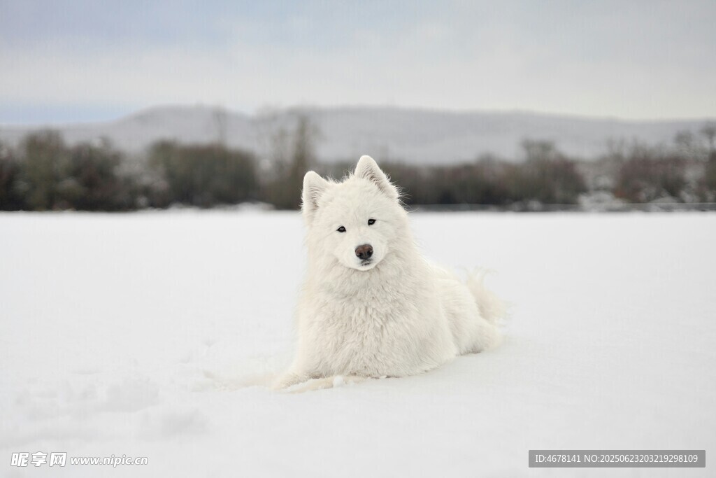 雪地中的白色萨摩耶犬