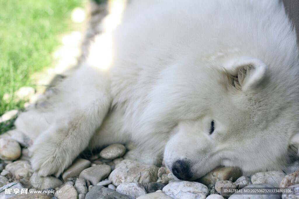 趴着的萨摩耶犬