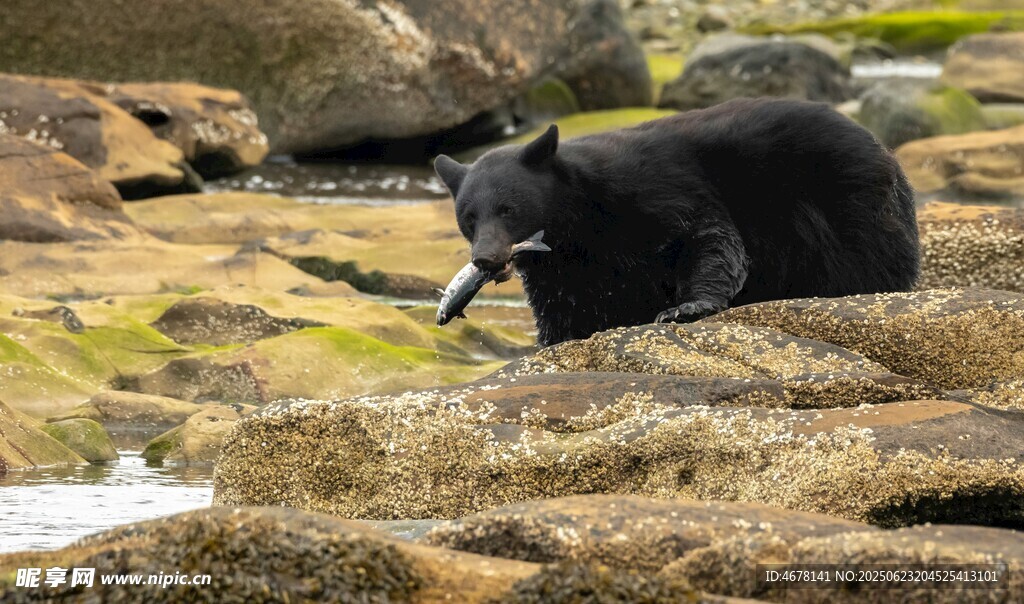 岩石上的黑熊