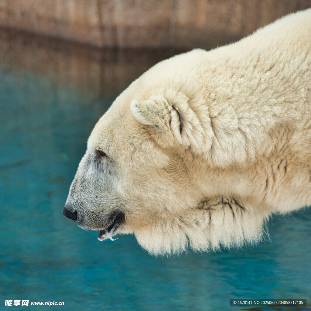 北极熊特写