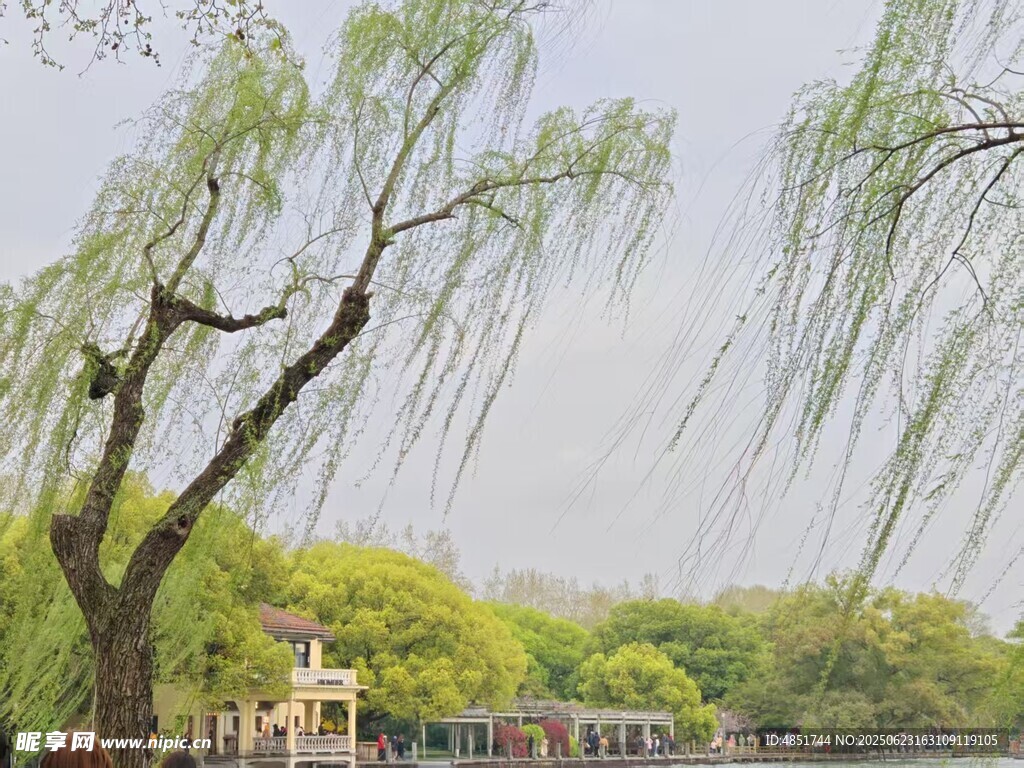 西湖垂柳