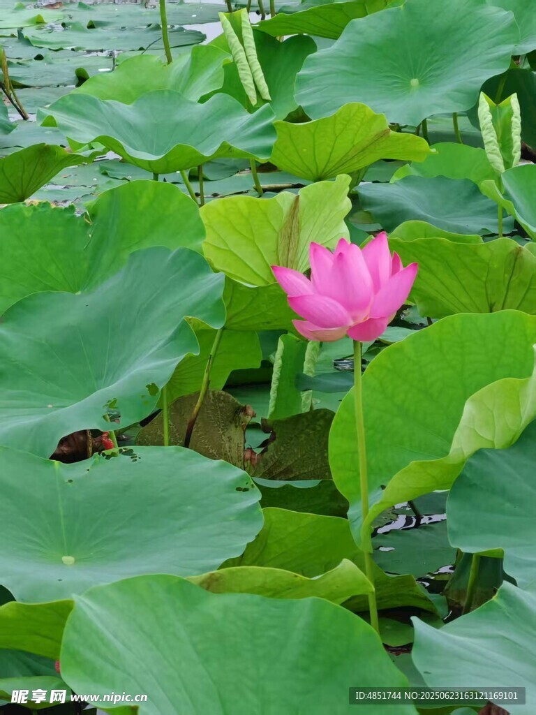 荷花