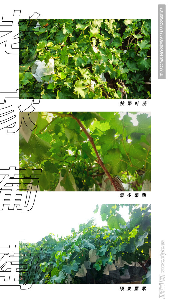 老家葡萄海报