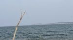 海边孤枝  辽阔海洋景致