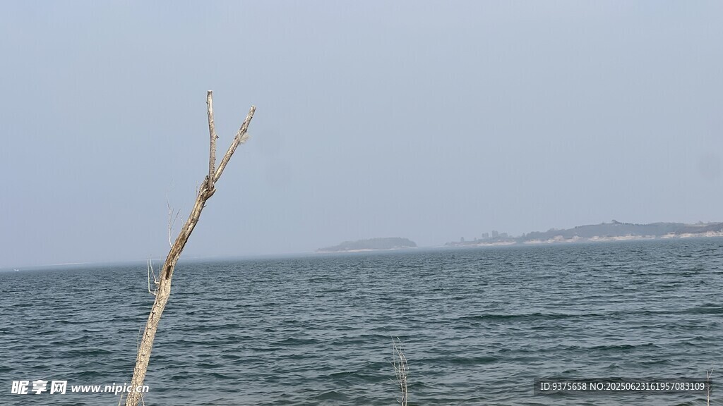 海边孤枝  辽阔海洋景致
