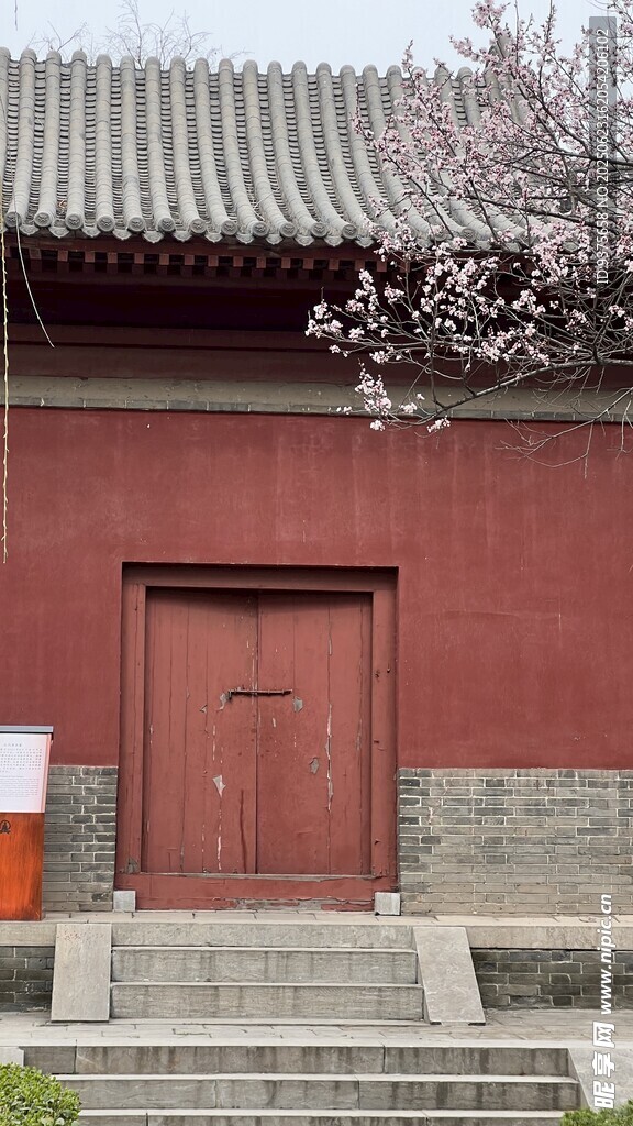 古建红墙木门与绽放花枝