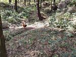 泰山山林