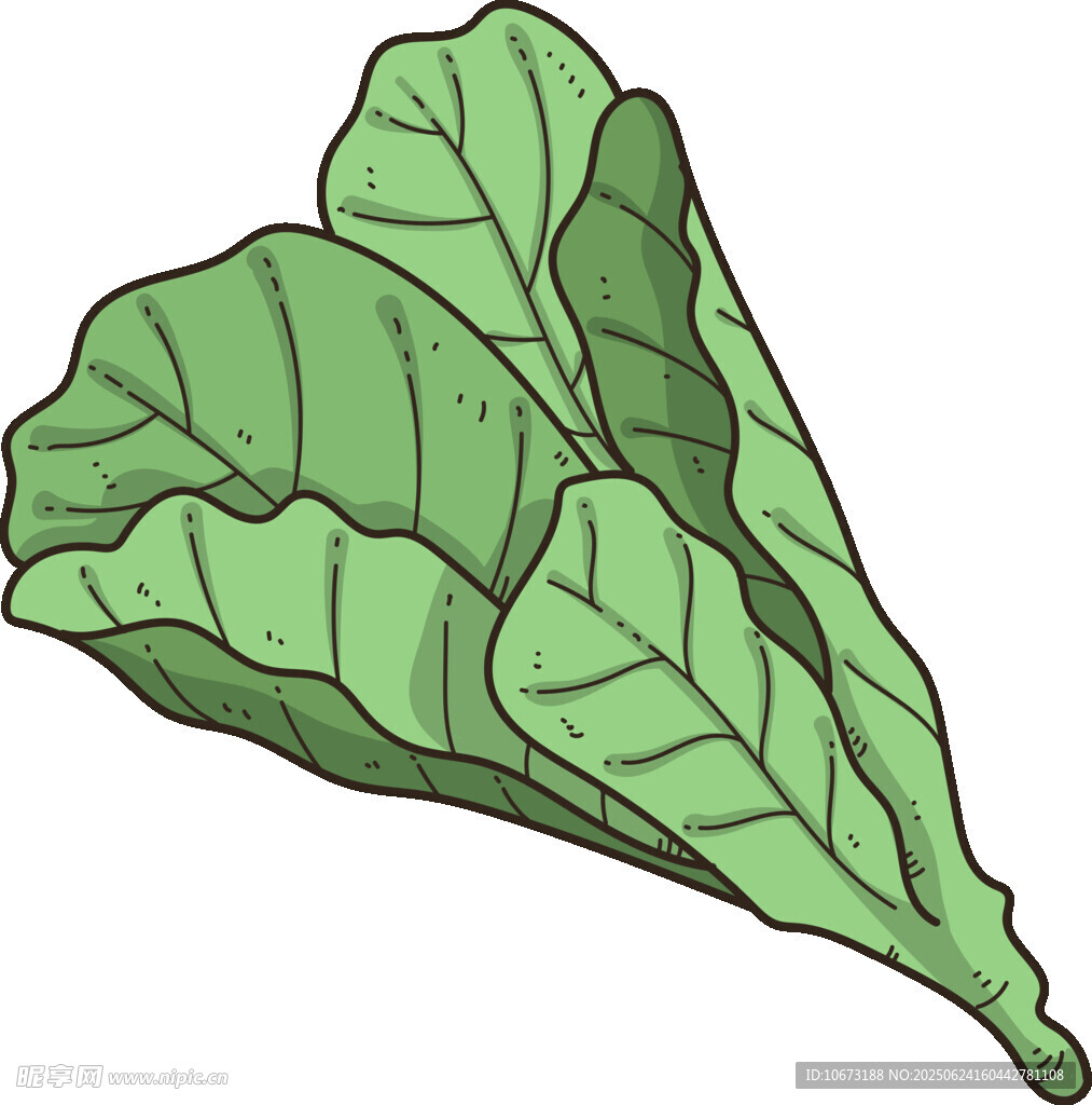 手绘新鲜绿叶蔬菜