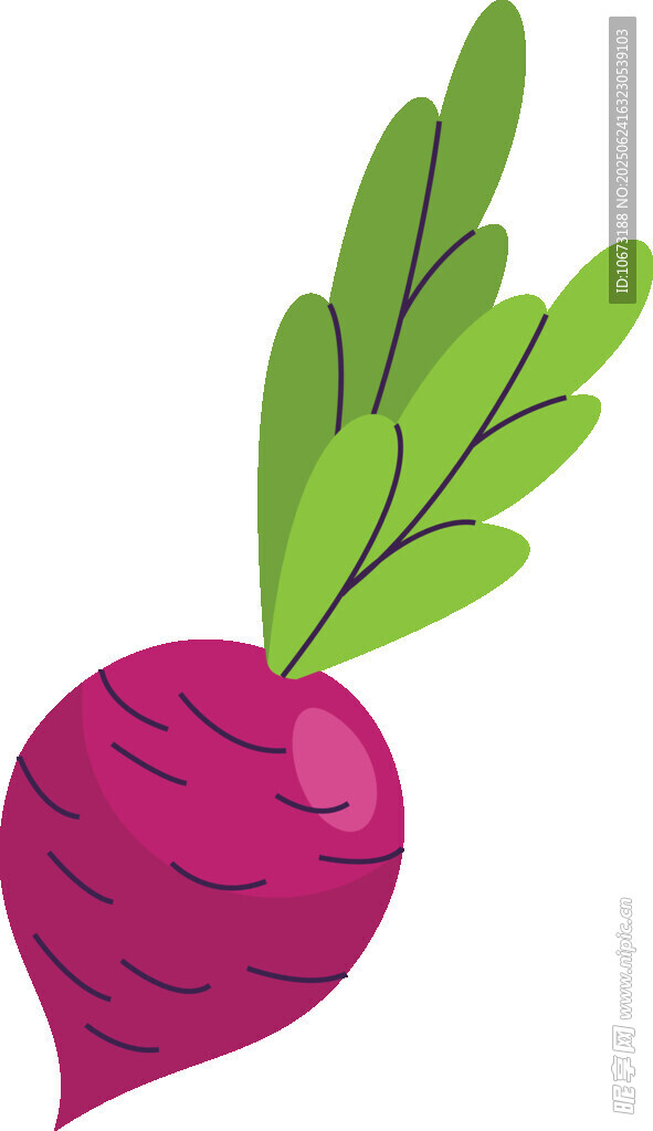 紫色甜菜插画
