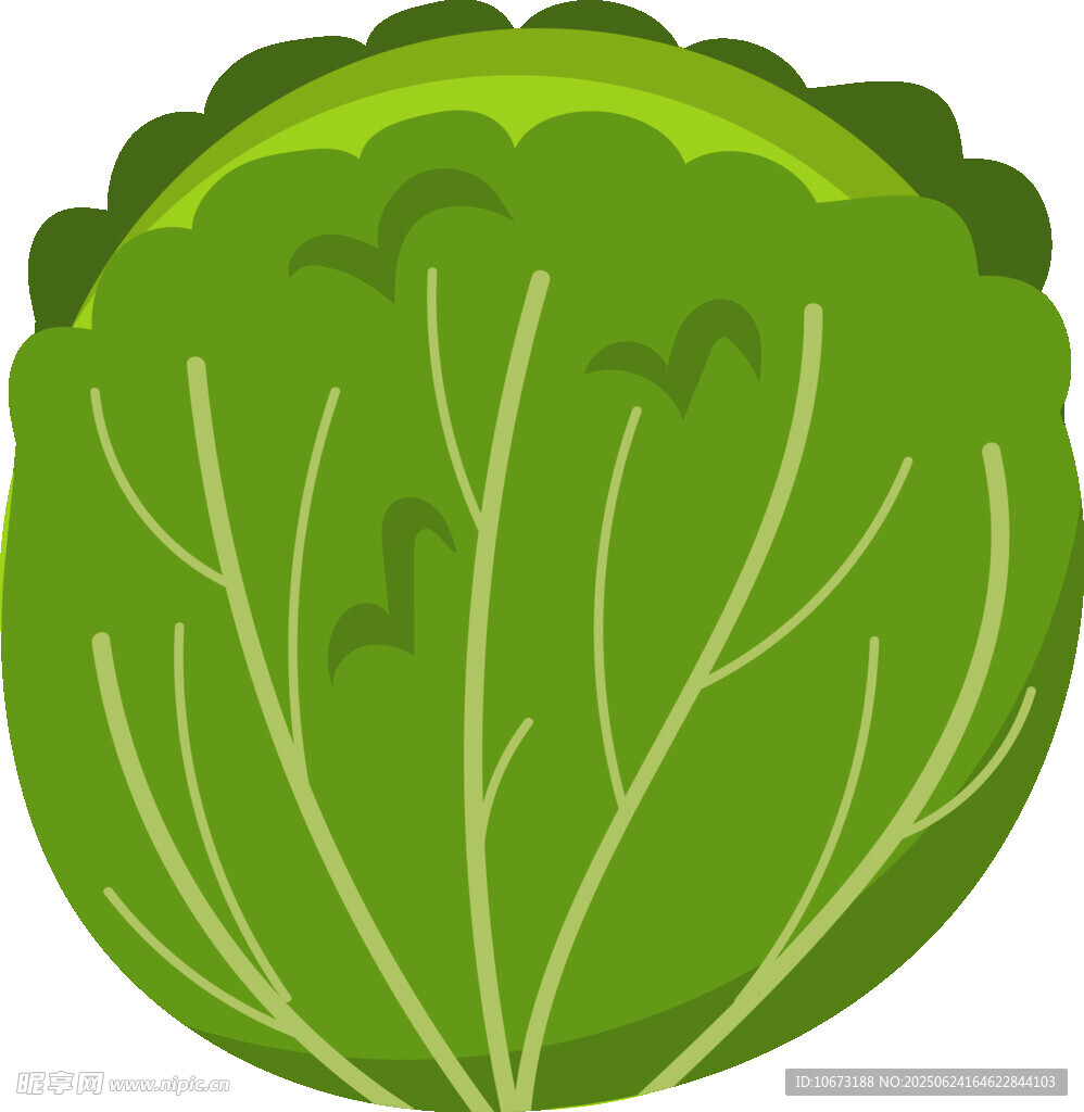 圆滚滚的新鲜卷心菜