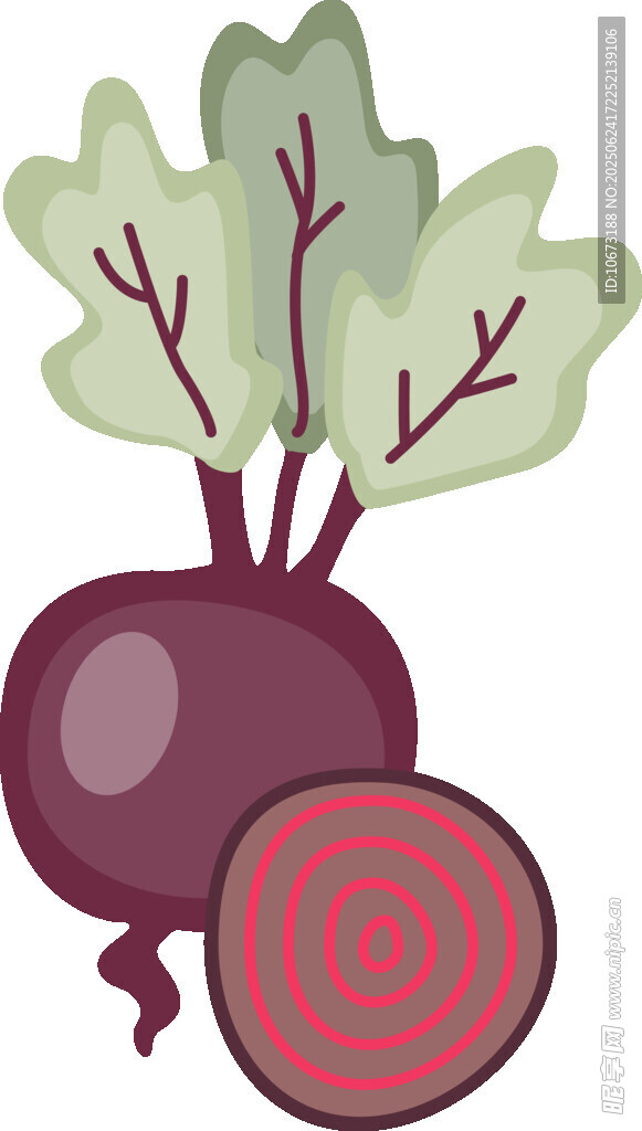 甜菜插画