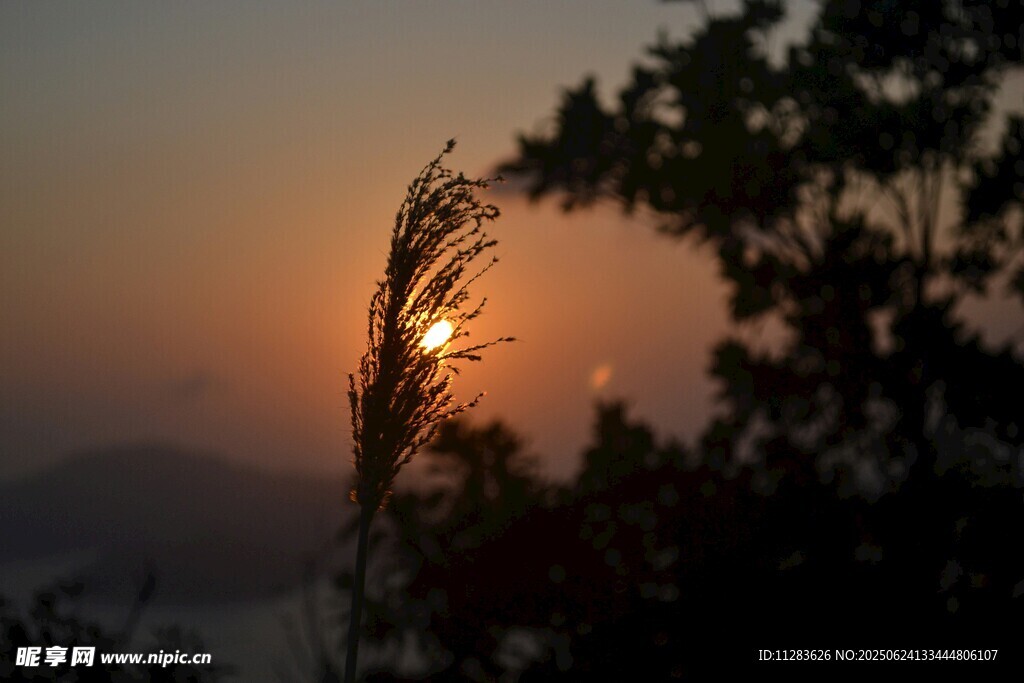 夕阳下的树梢剪影