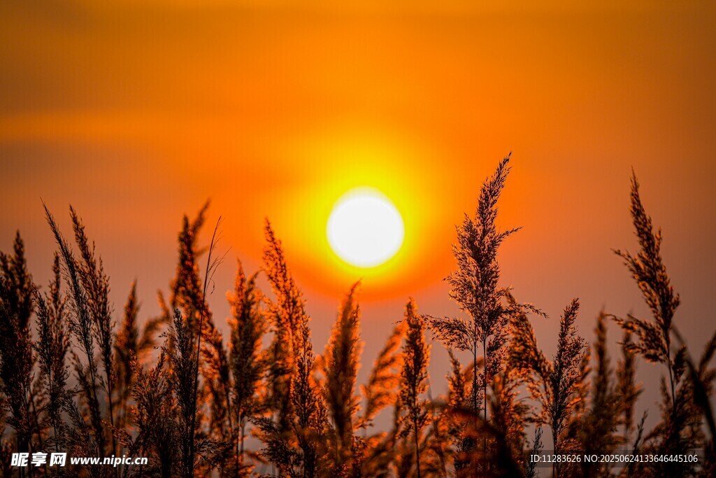 夕阳下的芦苇美景