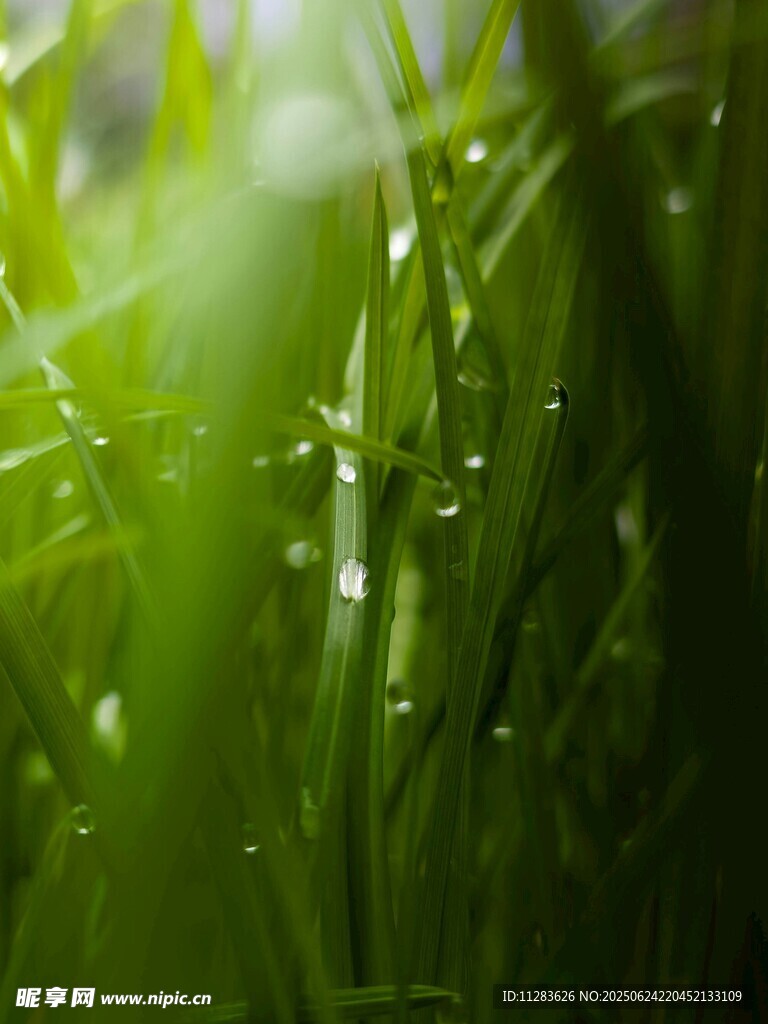 嫩绿草尖上的晶莹露珠