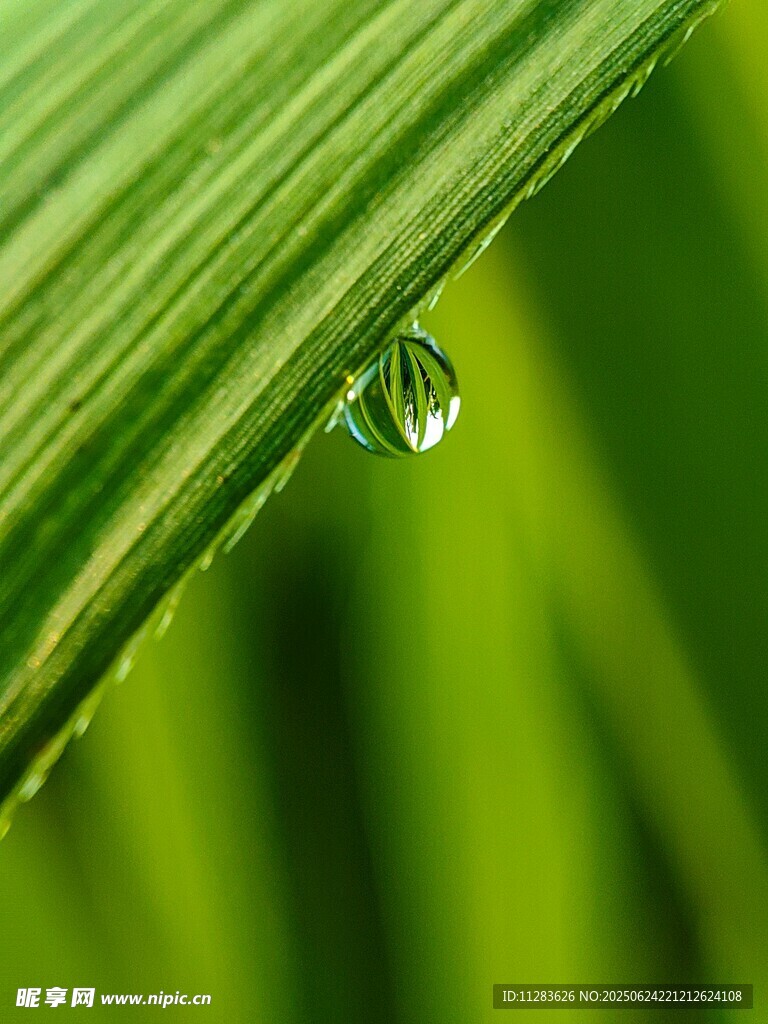 绿叶上的晶莹水珠