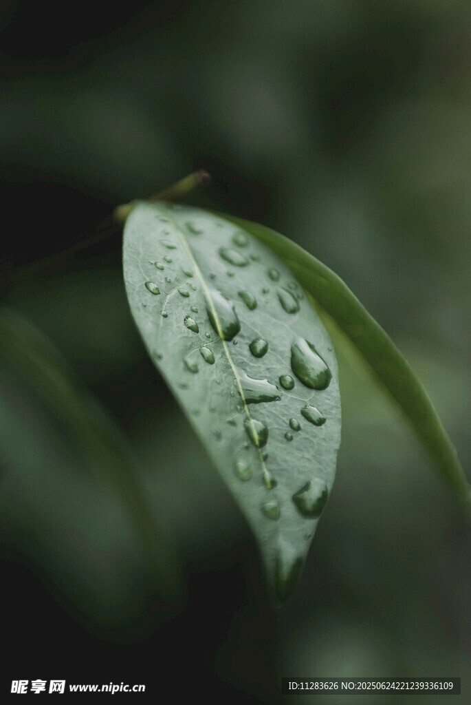 带水珠的翠绿叶片