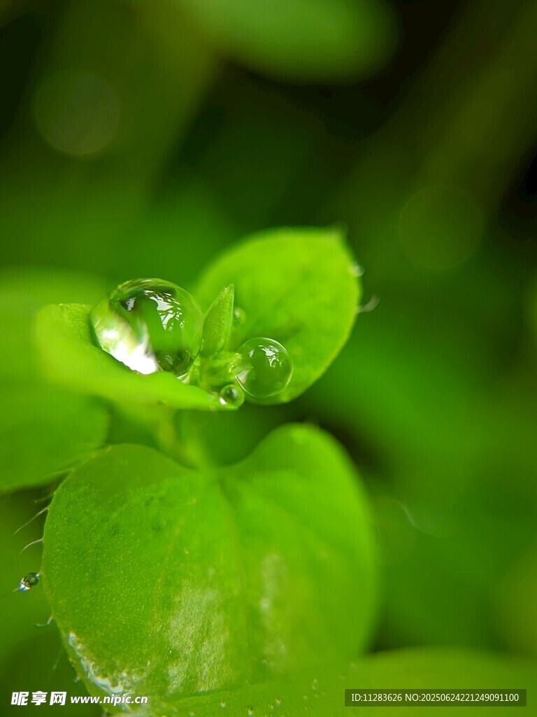 绿叶上的晶莹露珠