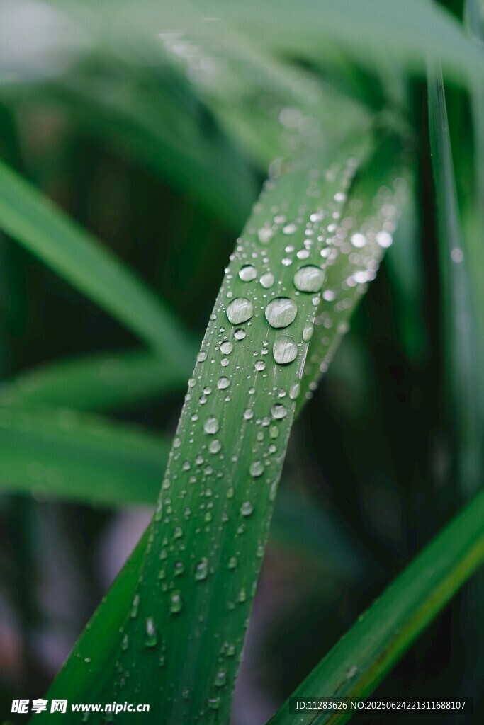 草叶上的晶莹露珠