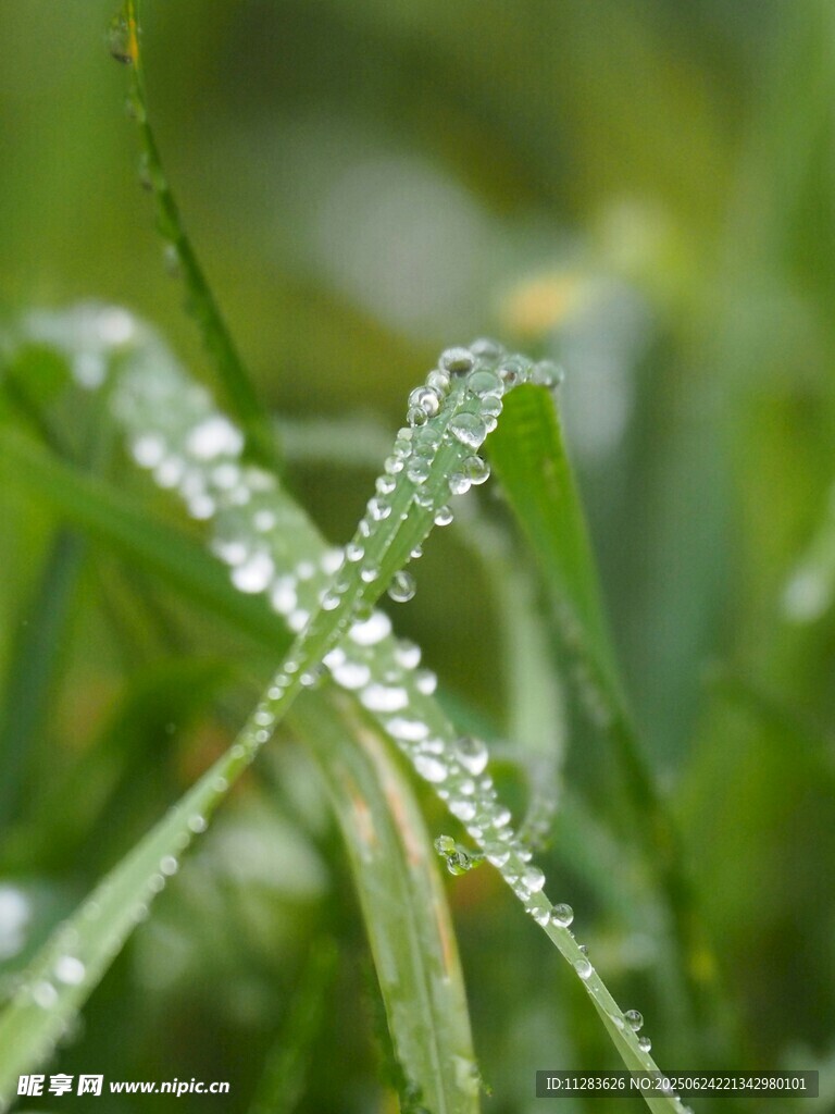 草尖上的晶莹露珠