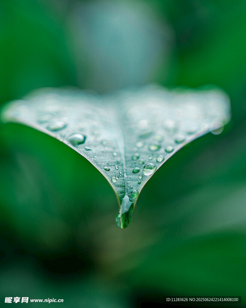 叶尖水珠
