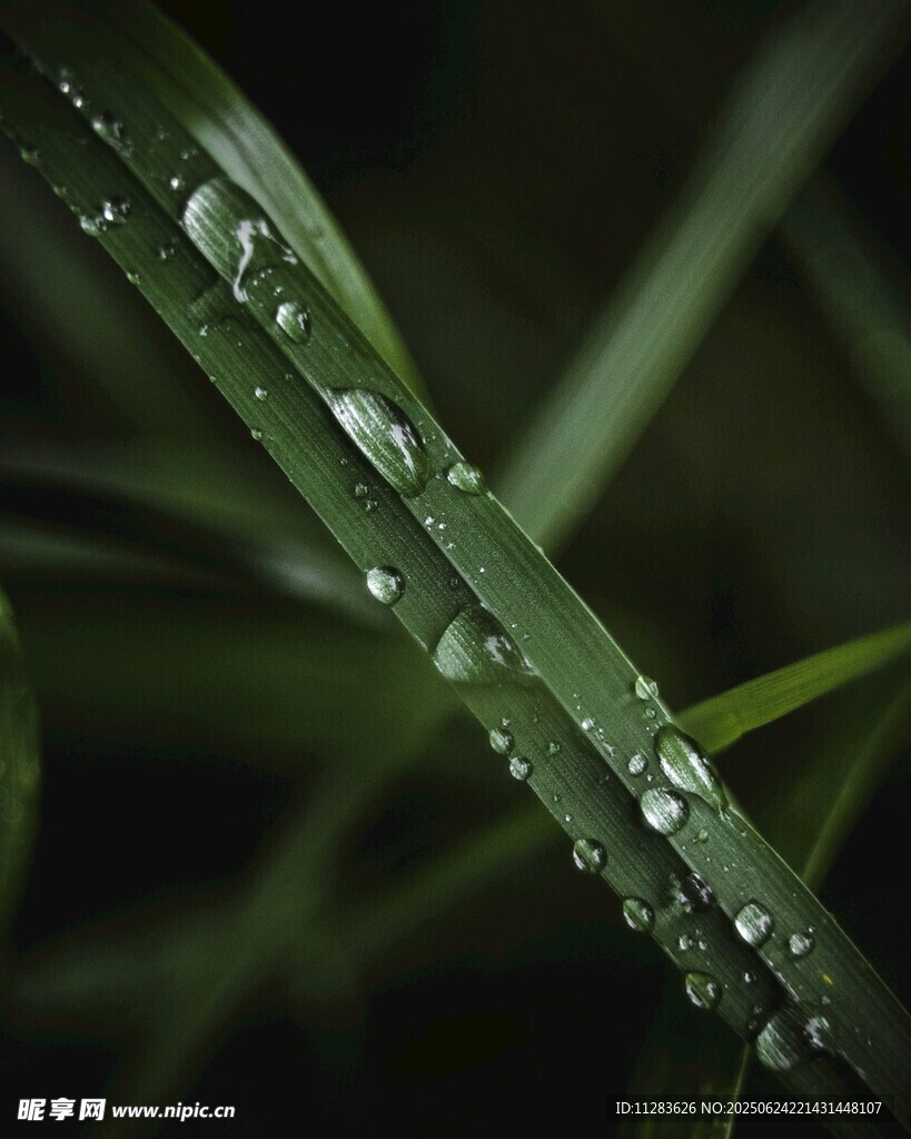 叶片上晶莹的水珠