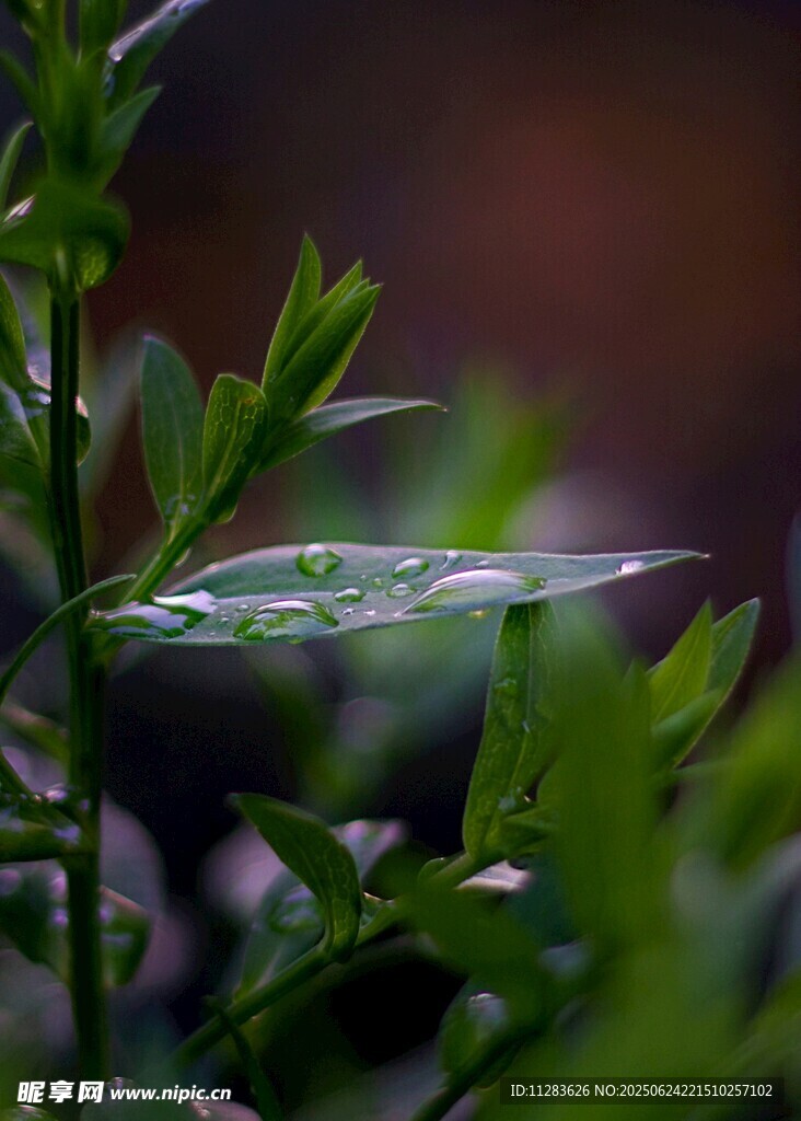 绿叶上晶莹的水珠
