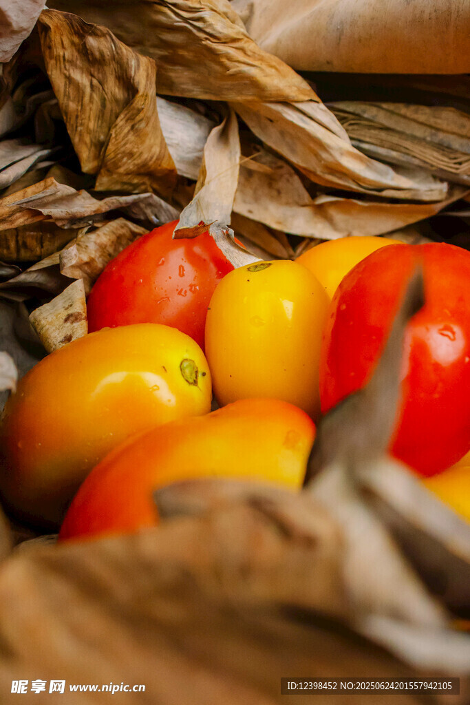 多彩番茄
