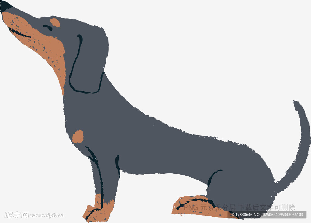 站立的黑色腊肠犬