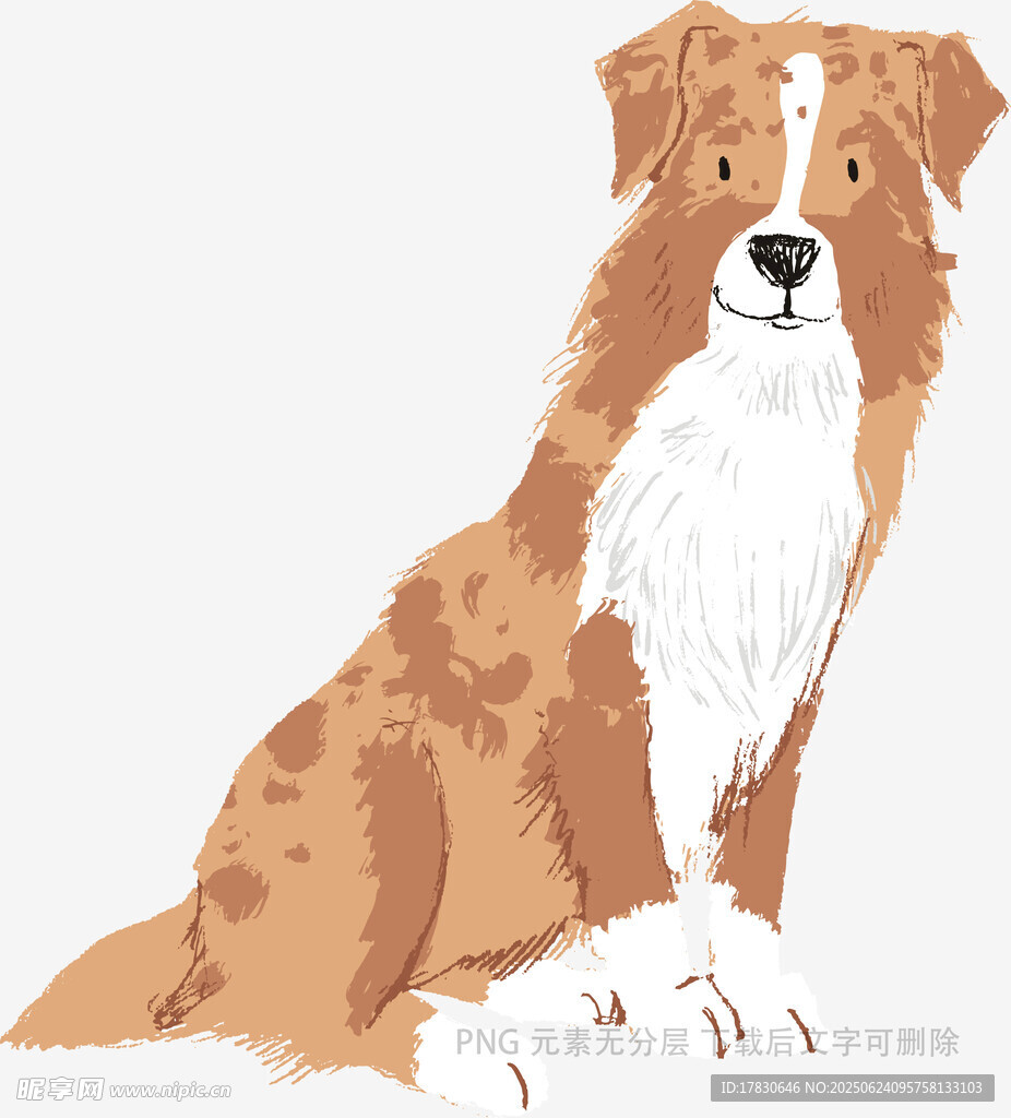 坐着的棕白相间可爱狗狗