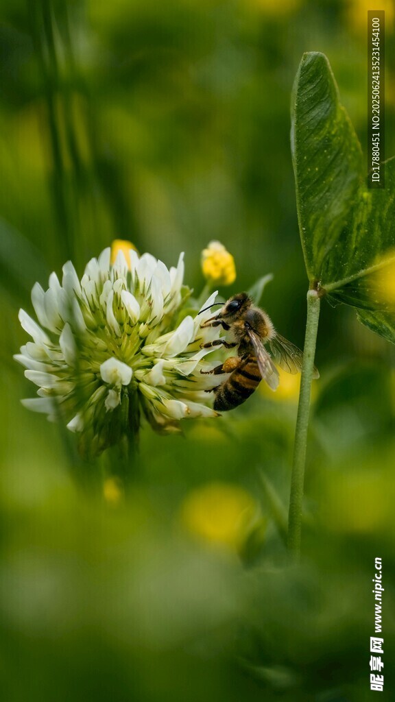 蜜蜂