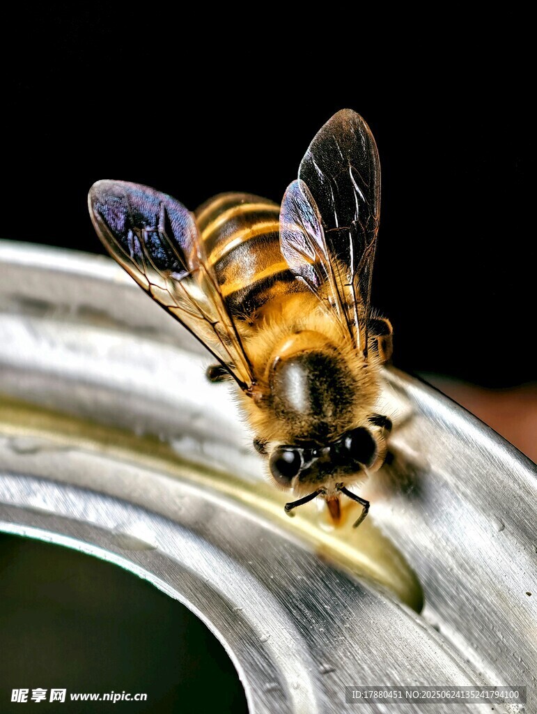 蜜蜂