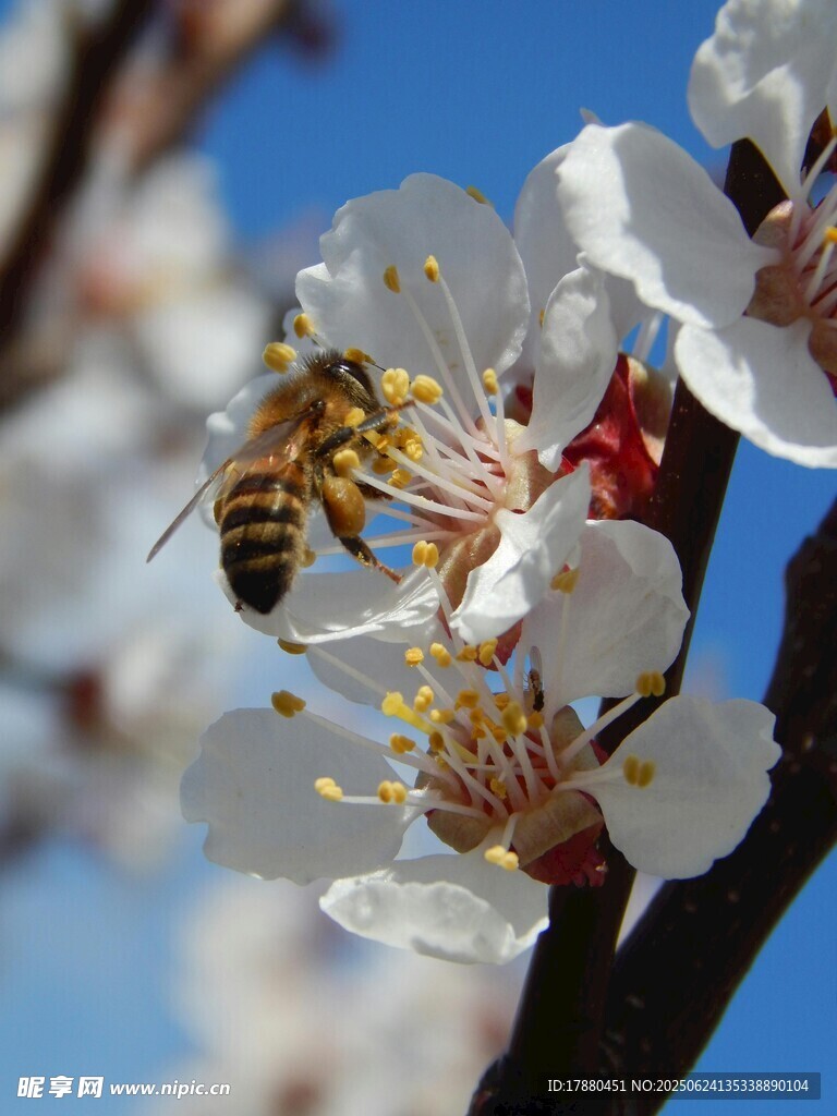 蜜蜂