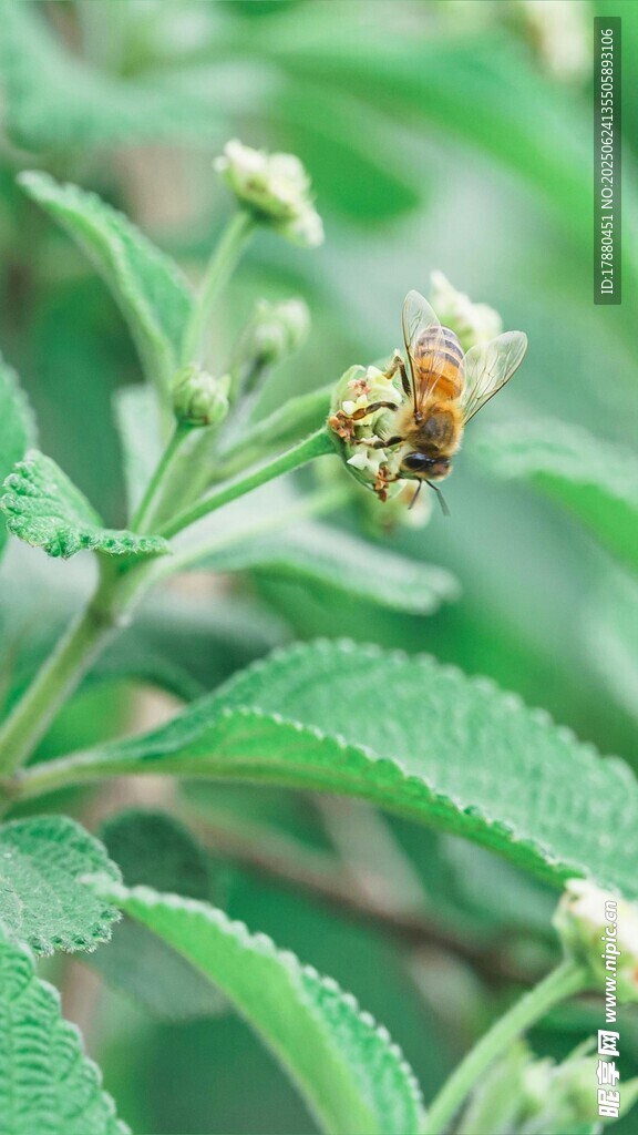 蜜蜂