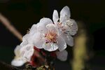 绽放的白色花朵