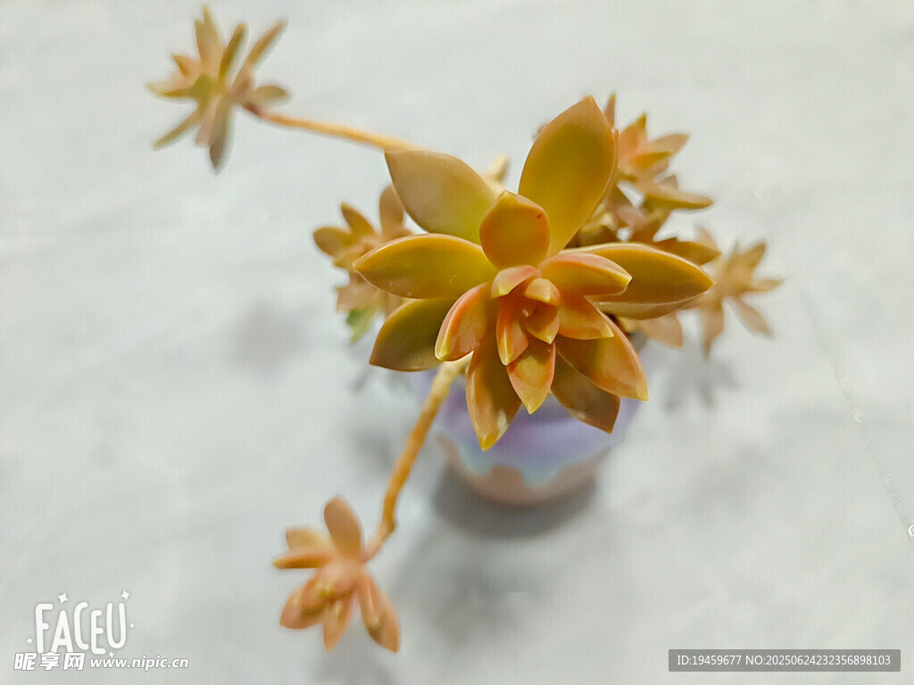 精致多肉植物插于小瓶中